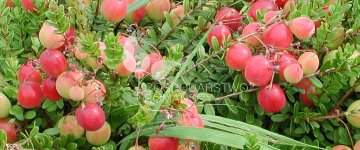 arándano americano baya de kamchatka mora sin espinas kiwi pequeño arándano de frutos grandes plántulas Polonia 06