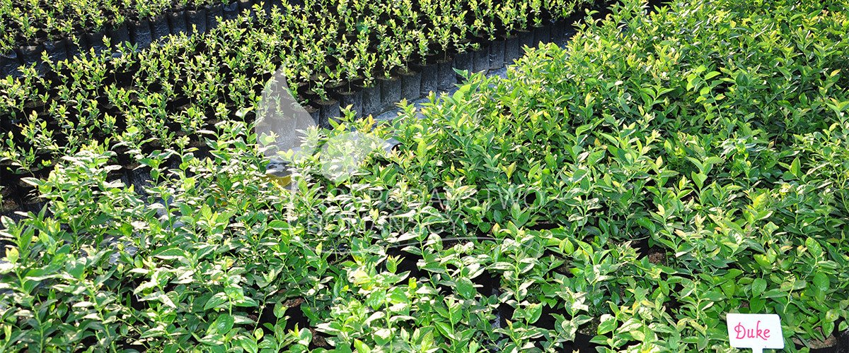 arándano americano baya de kamchatka mora sin espinas kiwi pequeño arándano de frutos grandes plántulas Polonia 08