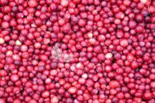 arándano de frutos grandes